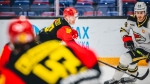 KHL : Oiseau de proie