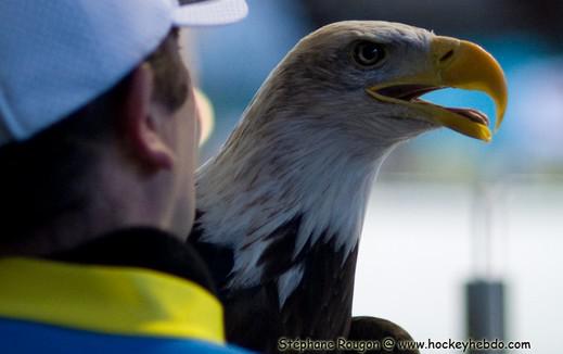 Photo hockey Ligue Magnus - Ligue Magnus : 24ème journée : Gap  vs Chamonix  - Reportage photos
