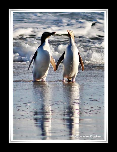 Photo hockey Rendez-vous en Nouvelle-Zélande - Hockey dans le Monde