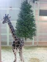Photo hockey reportage Tournoi Bantam de Granby (Québec)